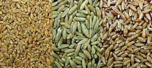 Wheat_rye_triticale_montage.jpg
