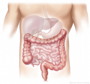 digestive-system.png