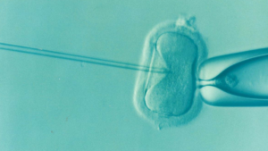 egg freezing diet