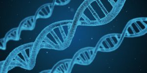 How does MTHFR affect fertility