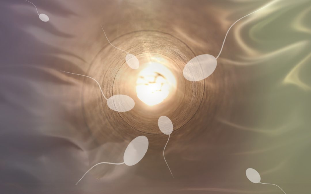 4 nutrients to increase sperm count