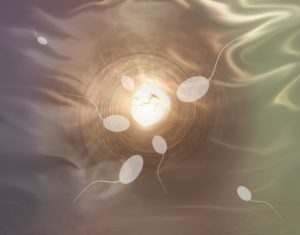 nutrients to increase sperm count